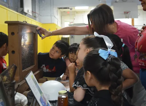 students get a close look at a honeybee observation hive